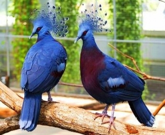 Венценосные голуби